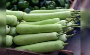Bottle Gourd Lauki