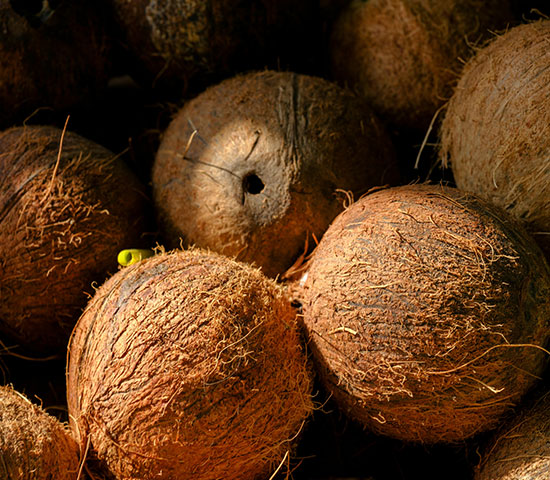 Coconut
