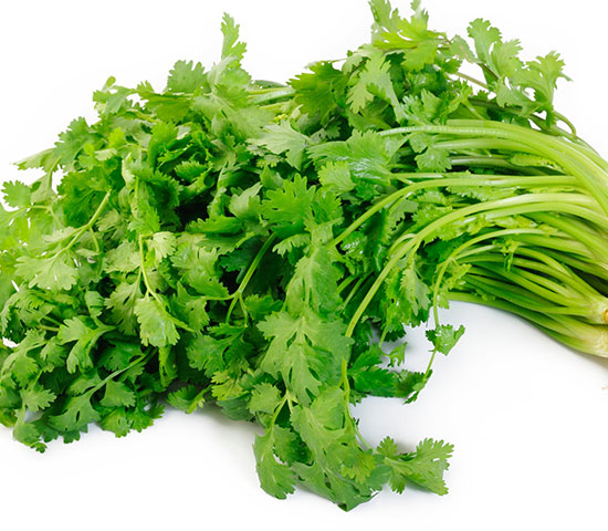 Coriander leaves