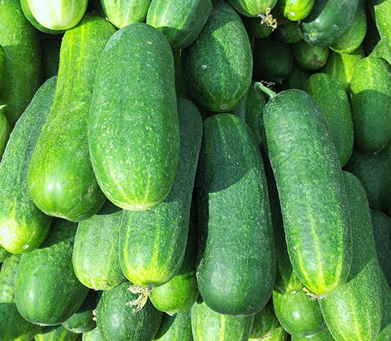 Cucumber