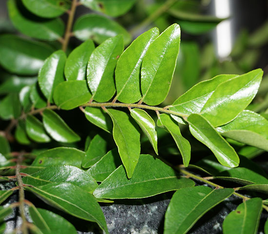 Curry leaves