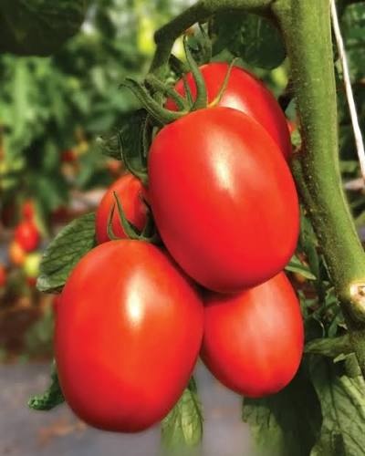 Hybrid Tomato Tamatar