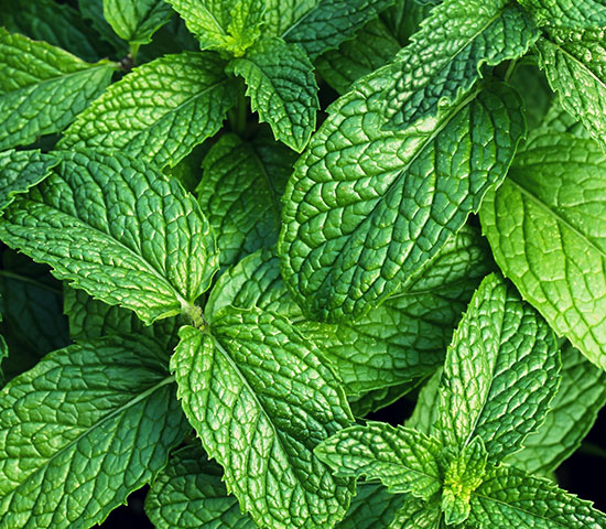 Mint leaves