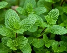 Mint Leaves Without Roots Pudina