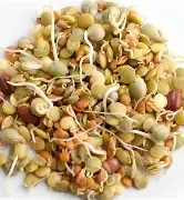Mixed Sprouts