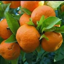 Nagpur Orange Santra