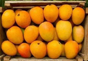 Pairi Mango