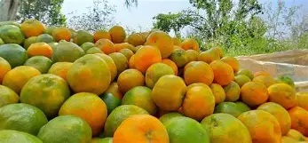 Premium Nagpur Orange